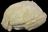 Fossil Tortoise (Stylemys) - Wyoming #143832-5